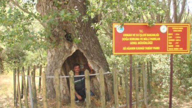 FASULYE ÇUBUĞU OLARAK DİKİLDİ 550 YILDIR AYAKTA